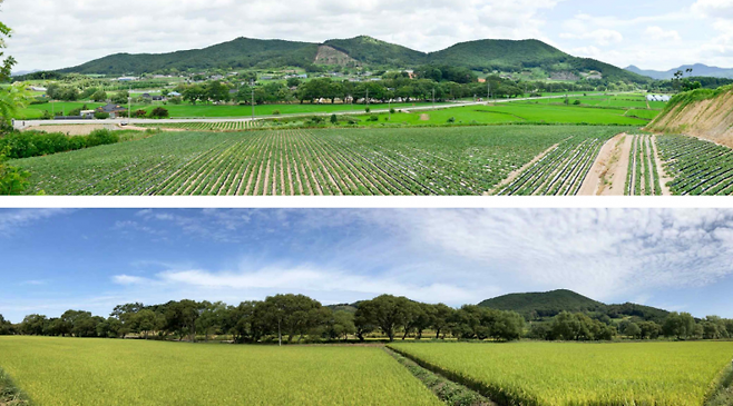 고창 하고리 삼태마을숲 전경