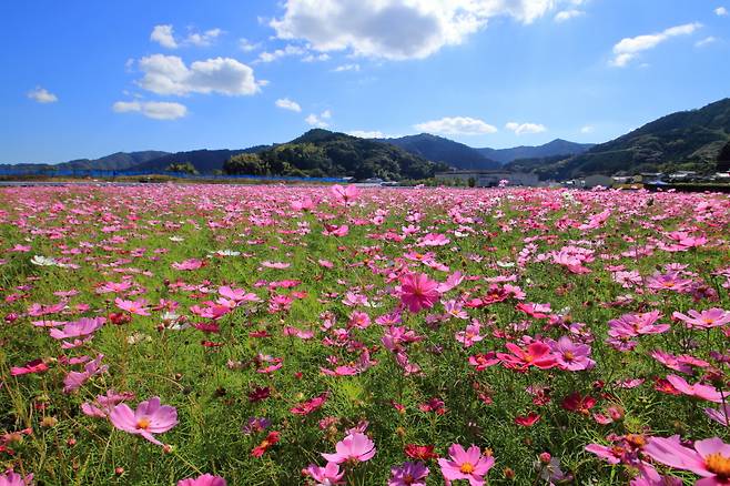 고치현 코스모스 밭
