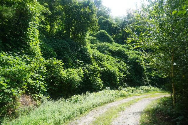 ▲ 초록봉과 옥녀봉을 잇는 임도.