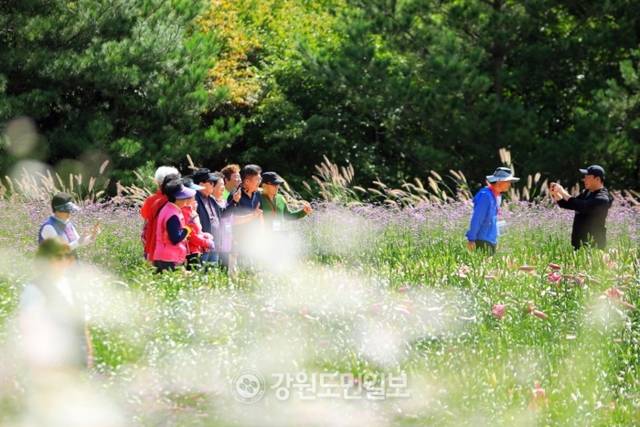 ▲ ‘꽃마을 인제’ 2025 인제 가을꽃 축제가 27일 개막했다. 올해로 7회째를 맞은 가을꽃 축제는 오는 10월 19일까지 23일간 인제군 북면 용대관광지 일원에서 열린다. 인제 꽃축제의 특별함을 선사하기 위해 차별화된 공간 구성과 함께 체험 프로그램이 강화됐으며 △행복하길 △사랑하길 △소통하길 △힐링하길 등 네 가지 테마로 꾸며졌다. 축제장 곳곳에 인파가 몰리고 있다. 이동명 기자