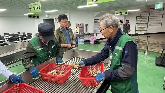 ▲ 28일 양양속초산림조합에서 열린 양양송이 공판에서 선별원들이 수매된 버섯을 등급별로 분류하고 있다.