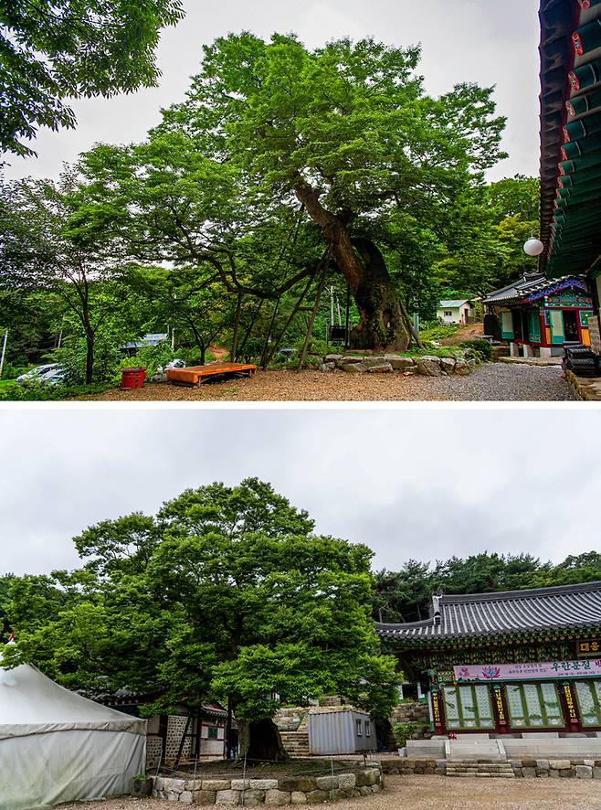 인천 영종도 용궁사 할배느티나무(위쪽)와 할매느티나무.
