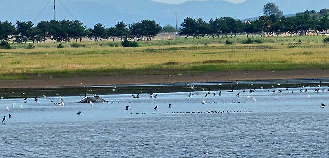 전라북도 새만금신공항 사업 예정 부지에 서식 중인 새떼. ⓒ제주의소리