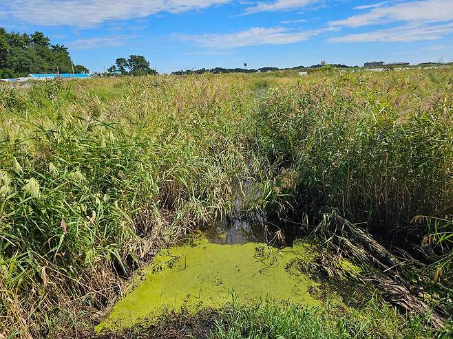 전라북도 새만금신공항 예정 부지 내 습지. ⓒ제주의소리