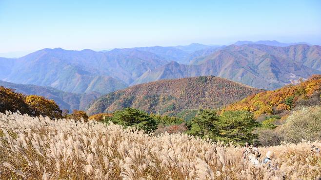 전국 5대 억새 군락지 중 하나인 강원 정선군 남면 민둥산 정상 부근에 뒤덮인 억새가 은빛 물결을 일으키며 장관을 연출하고 있다. 정선군 제공