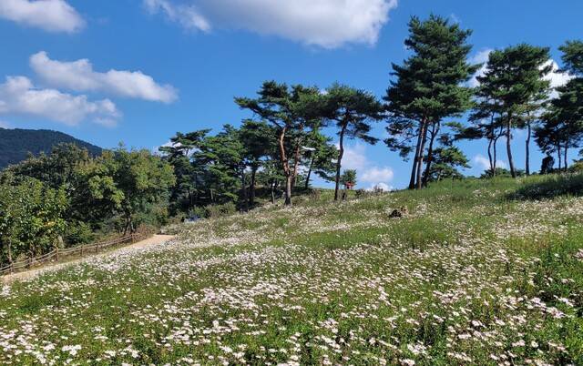 소나무 숲과 구절초