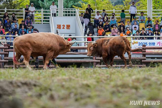 7일 경남 의령군 의령민속경기장에서 열린 ‘추석 소힘겨루기 대회’에서 싸움소 로봉순(오른쪽)이 초롱이를 보고 등을 보이며 도망가고 있다.