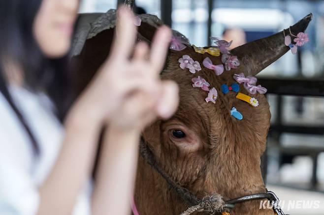 7일 경남 의령군 의령민속경기장에서 열린 ‘추석 소힘겨루기 대회’에서 시민들이 초롱이와 기념사진을 촬영하고 있다.