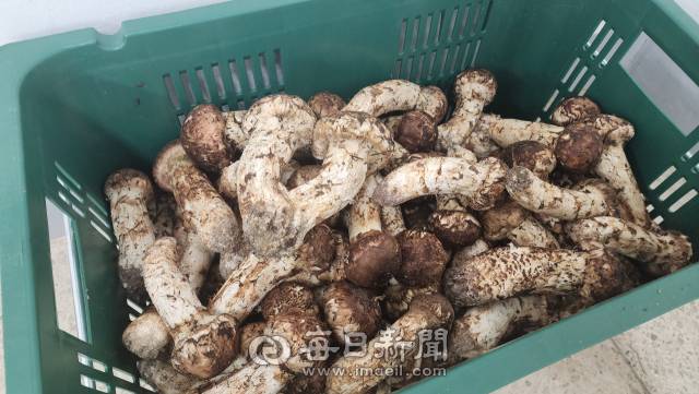 10일 오후, 경북 봉화군 봉화읍 내성리 봉화군산림조합 공판장에 분류된 1등급 송이버섯. 손병현 기자