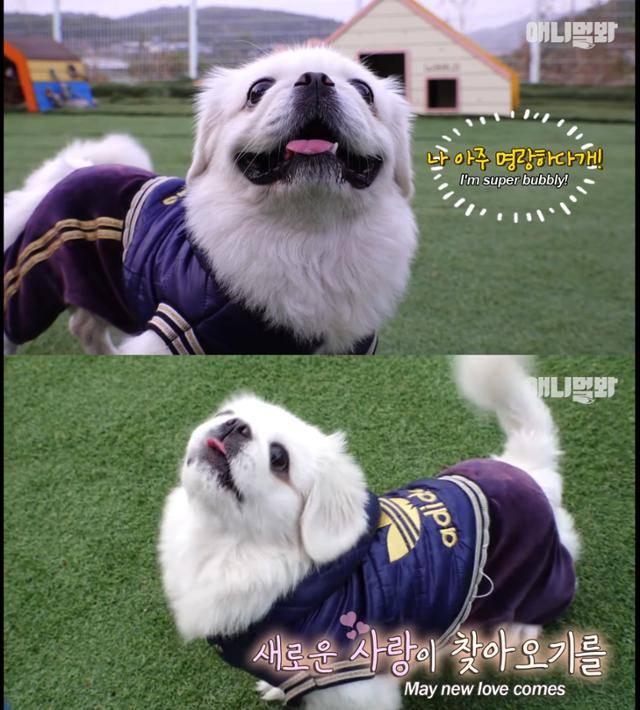 단 하루만이라도 내가 너보다 더 살았으면 하는 마음. 애니멀봐 유튜브 캡처