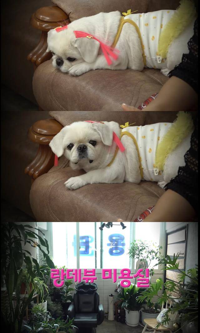 핫이슈지 유튜브 캡처