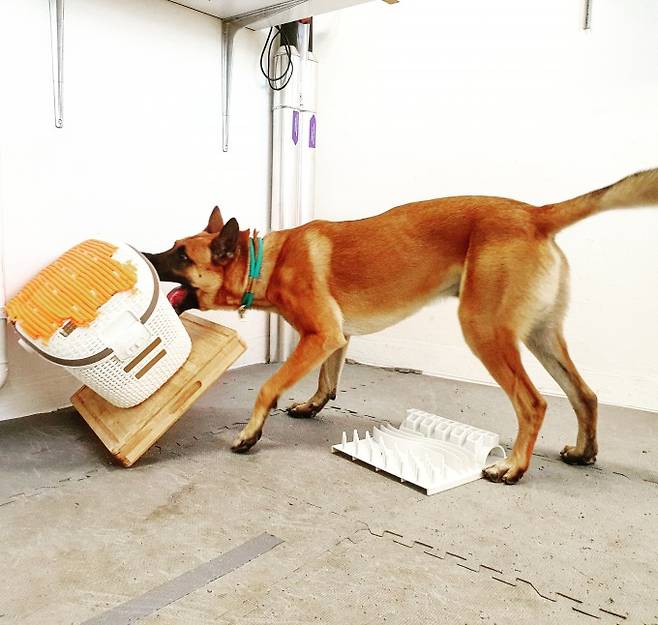 말리노이즈 종 개가 눈앞에 있는 먹이 퍼즐을 무시하고 상자 속 장난감을 얻기 위해 노력하는 모습. Alja Mazzini 제공