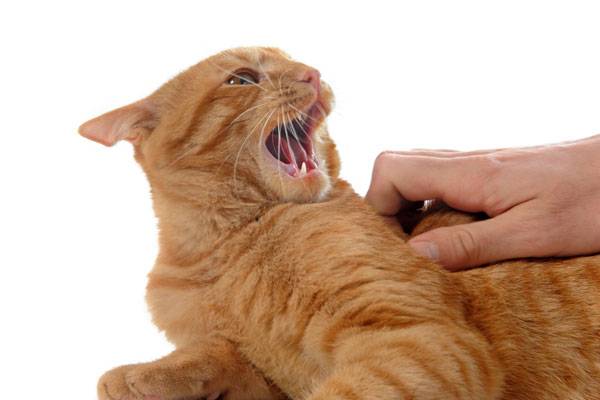 동물을 안 좋아하는 사람은 그렇지 않은 사람보다 부정적인 성격 특성을 가질 가능성이 높다는 연구 결과가 나왔다./사진=클립아트코리아
