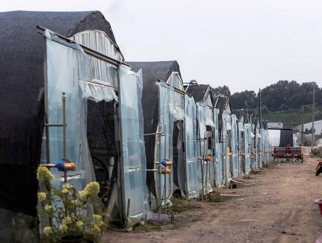 현재 김씨는 17동의 수막 비닐하우스에서 7920㎡(2400평) 규모로 농사짓고 있다. 생산비를 줄이기 위해 필요한 모종의 70~80%를 자가 육묘한다.