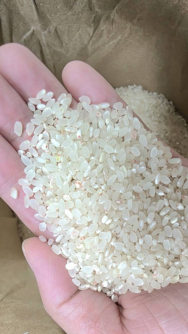 곰팡이 쌀 논란에 휩싸인 옹진군 백령바다米가 붉은 빛을 띠고 있다. 사진=독자제공