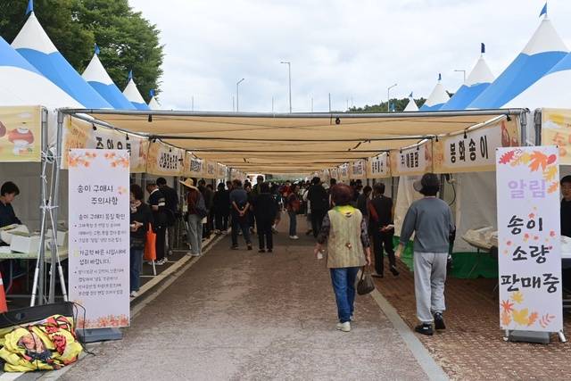신선한 봉화송이를 구매하려는 관광객들이 판매장을 가득 메우고 있다. 봉화축제관광재단 제공