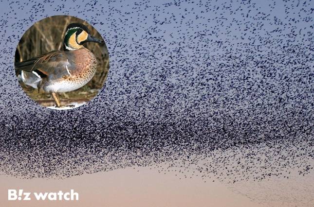 12·29 참사 여객기에 충돌한 것으로 확인된 가창오리 및 가창오리 떼/사진=국립생물자원관