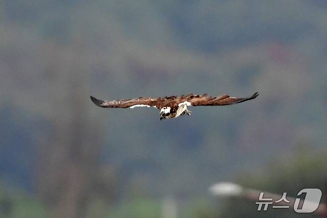 19일 경북 포항시 남구 연일읍 형산강에서 환경부 멸종위기 야생생물 II급 물수리가 물고기 사냥에 나서고 있다. 2025.10.19/뉴스1 ⓒ News1 최창호 기자