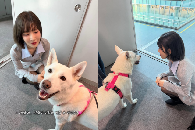 조이가 단발 헤어스타일로 사랑스러운 미모를 뽐냈다. / 풍이, 조이 인스타그램