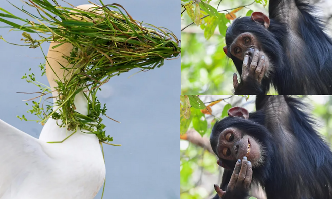 ‘2025 니콘 코미디 와일드라이프 어워드’ 결선 진출작 40점이 공개됐다. 웃음으로 환경 보호를 전하는 세계 대회로, 12월 런던에서 시상식과 무료 전시회가 열린다. 사진=니콘 캡쳐