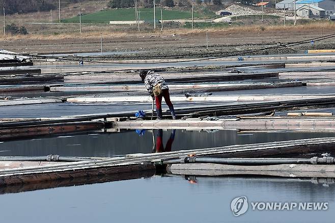일하는 태평염전 작업자 (신안=연합뉴스) 김혜인 기자 = 7일 오전 전남 신안군 증도 태평염전에서 작업자가 염전을 정리하고 있다. 미국 정부가 지난 3일 강제노동 규정을 위반한 국내 최대 규모 단일염전인 태평염전의 소금 수입을 차단하는 인도보류명령을 발동했다고 밝혔다. 2025.4.7 in@yna.co.kr