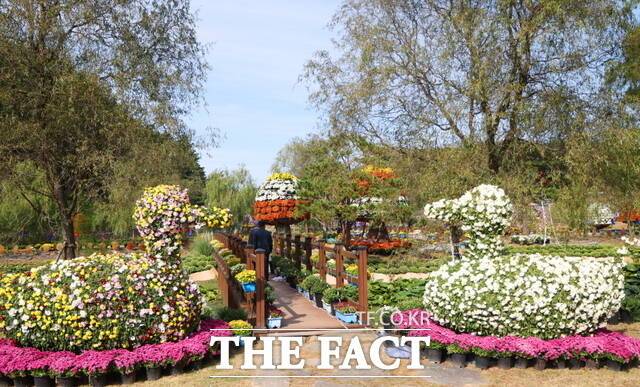 지난해 태안 국화축제 모습 /태안군.