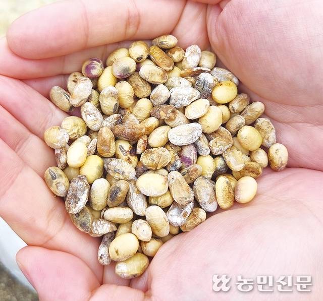 이날 수확한 조생종 콩에서 나온 비정상품 콩을 모아놓은 모습. 하얀 곰팡이가 피거나 검게 썩은 콩, 자주색 반점이 생긴 콩이 섞여 있다.