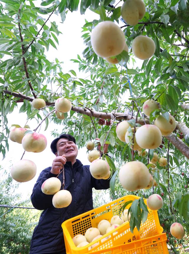 28일 경남 함양군 지곡면 시목마을 한스타 복숭아 농장에서 청년 농부인 한수진 씨가 직접 브랜드화한 ‘설도 복숭아’ 올해 첫 수확에 나섰다. 설도 복숭아는 겨울 초입에 수확하기 때문에 겨울복숭아·눈꽃복숭아라고 불린다. 일교차가 큰 지역에서 더욱 깊고 달콤한 맛을 내는데, 이 때문에 지리산 자락에서 수확된 설도는 최상품으로 꼽힌다. 함양군 제공