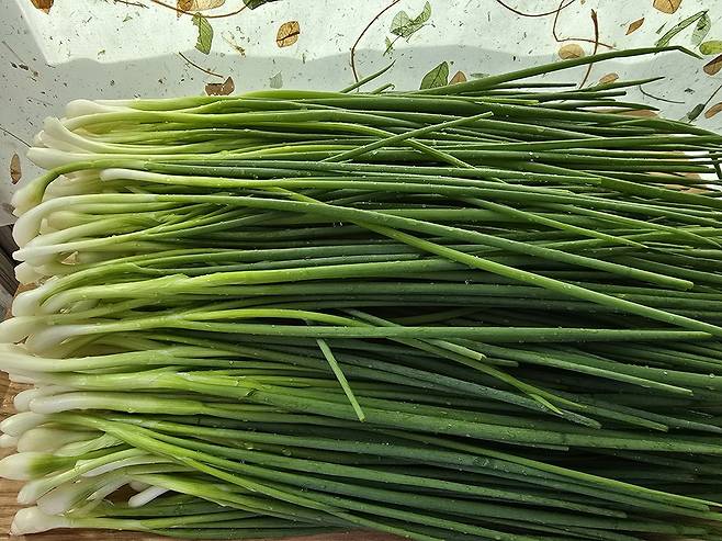 향이 살아있고 줄기 속이 꽉찬 쪽파는 가을 제철 식재료로 김치로 담가먹으면 숙성과정을 통해 항균, 면역력 강화 효과가 극대화돼 환절기 건강에 도움을 받을 수 있는 자연의 선물이다.