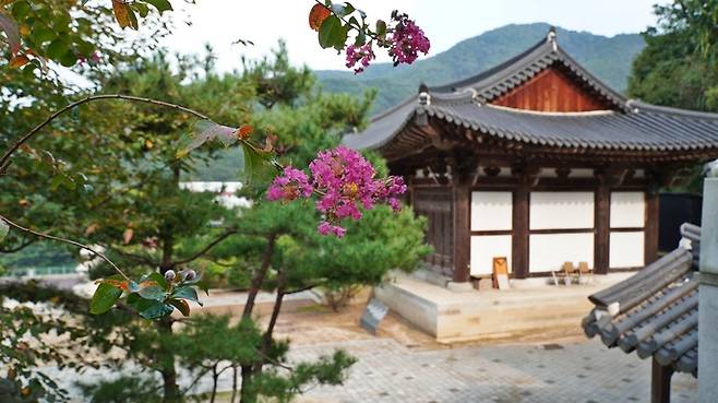 청련사 대웅전 앞 배롱나무의 꽃이 10월이 되어서도 지지 않았다. 유승혜