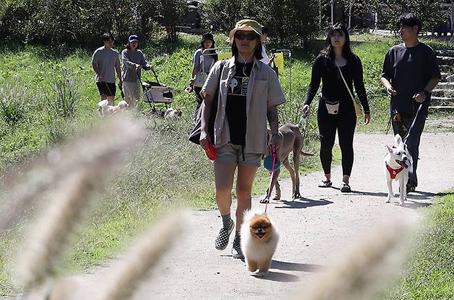 경기도 남양주시 봉선사에서 반려인과 반려견이 걷기명상을 하고 있다. 2024.9.29 (ⓒ뉴스1, 무단 전재-재배포 금지)