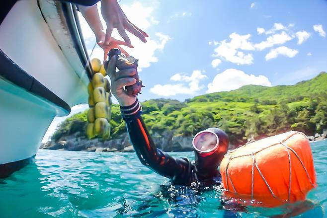 거제 해녀가 뿔소라를 채취해 배에 있는 동료에게 건네고 있다. 숨비해물 제공