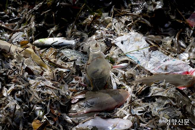새우와 서대 등 물고기들 사이에 페트병이 우뚝 서 있다. 강화 l 문재원 기자