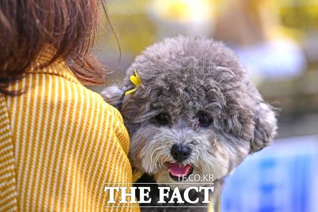 완연한 봄 날씨를 보인 27일 오후 서울 성동구 응봉산에서 한 강아지가 개나리 모양의 핀을 꽂고 있다. /남윤호 기자