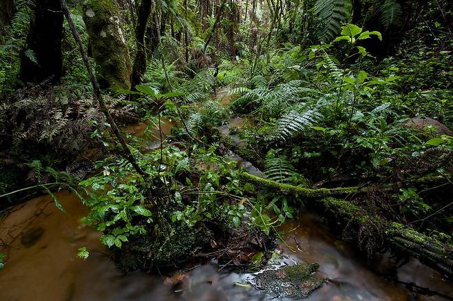 알 대신 성체와 같은 형태의 새끼를 낳는 넥토프리노이데스(Nectophrynoides) 두꺼비들은 탄자니아의 열대우림 계곡에 산다./Michele Menegon