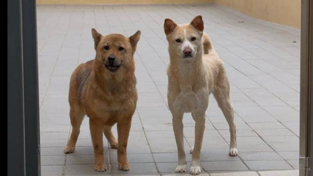 지난 12일, 경기 남양주시에 위치한 동물자유연대 보호소 '온센터'에서 만난 몽몽이(오른쪽)의 모습. 다소 낯선 사람을 경계하는 듯했다. 동그람이 정진욱