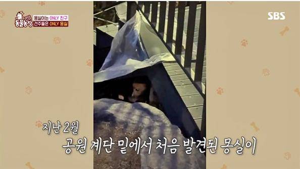 몽몽이(당시 이름 '몽실이')가 처음 발견된 곳은 공원의 한 계단 밑이었다. SBS 'TV 동물농장' 캡처
