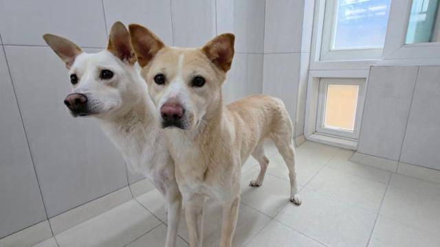 똑같이 사람보다는 개를 더 좋아하는 네이비 덕분에 보호소 생활에 안정적으로 적응한 몽몽이는 산책과 지시어 등 사람에게 적응하는 과정에 있다. 동그람이 정진욱