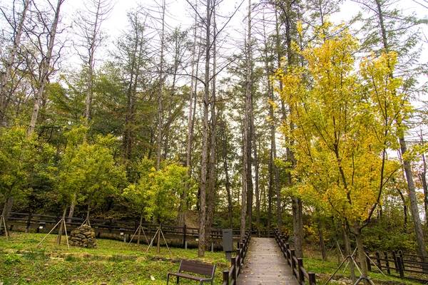 연천 고대산자연휴양림. /경기관광공사 제공