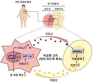암조직과 지방조직 간의 상호작용을 보여주는 그림(자료=서울대학교 제공)