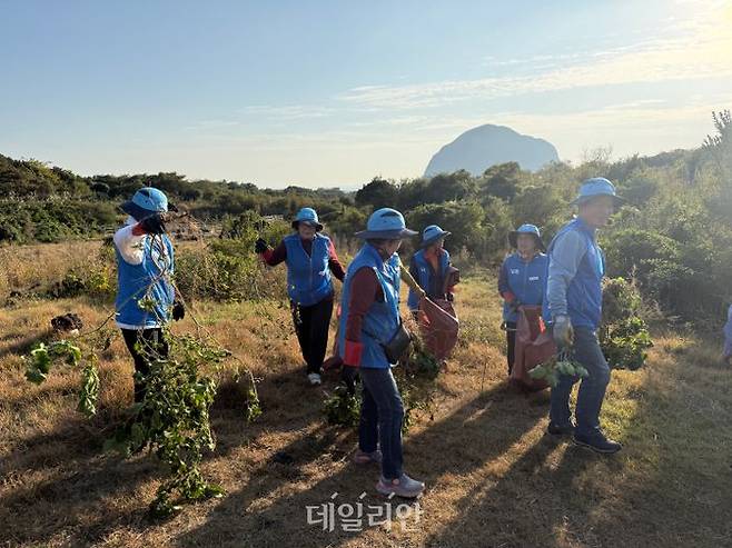 6일 제주 서귀포시 화순 곶자왈에서 서귀포시니어클럽 어르신들이 외래식물 ‘왕도깨비가지’를 제거하고 있다. ⓒ한국노인인력개발원