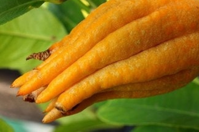 불수감