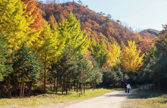 온빛자연휴양림 단풍길. 논산시 제공