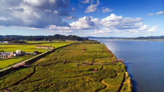 올해는 여름철 기상 여건이 불안정해 일부 갈대 생육이 예년보다 저조하지만 멀리서 바라보는 갈대숲은 여전히 장관이다. 서천군 제공