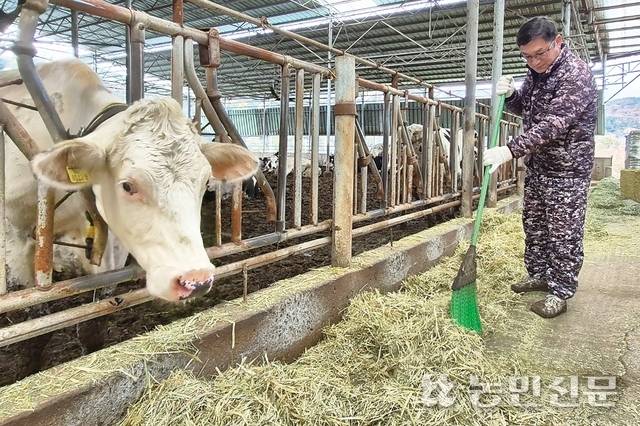 경북 경산시 용서면에서 젖소를 키우는 유길주씨(62)가 소에게 먹일 조사료를 정리하고 있다. 그는 “생산량은 치솟는데 유업체가 집유량을 줄이라고 압박하니 폐업을 고려할 수밖에 없다”고 말했다.