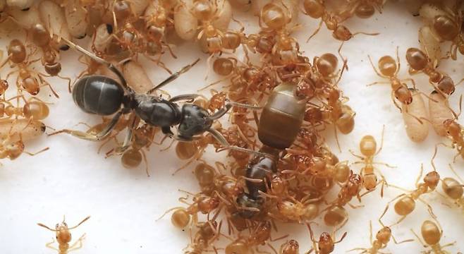 기생개미인 테라니시털개미(학명 Lasius orientalis) 여왕개미(왼쪽)가 숙주개미인 황개미(Lasius flavus) 여왕개미(오른쪽)에 접근하고 있다. 기생개미 여왕개미는 숙주개미의 여왕개미 몸에 포름산으로 추정되는 분비물을 반복적으로 분사해 주변 일개미들의 공격을 유도한다. 숙주개미의 여왕개미가 죽임당한 후에는 자신의 알을 낳아 숙주개미 군락이 돌보도록 한다. Takasuka et al(2025)./Current Biology 제공