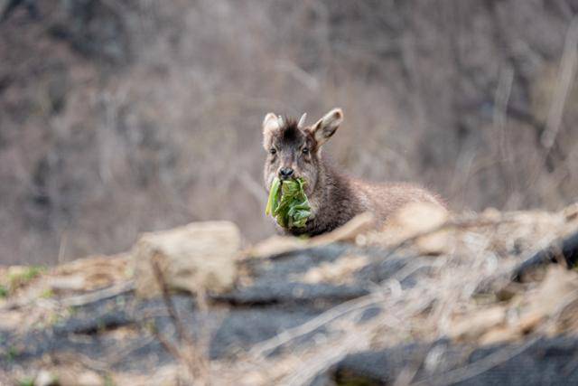 배춧잎을 먹고 있는 산양. 국립공원을지키는시민의모임 제공