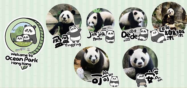 지난해에는 자이언트 판다 ‘잉잉·러러’ 부부가 18년 만에 쌍둥이를 출산하며 국제적 주목을 받았고, 올해 8월 첫 돌잔치를 치르며 네 마리 판다 가족이 새로운 상징으로 자리잡았다.