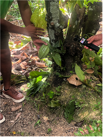 ▲코코 열매. ⓒ경희대학교 COP30 참가단