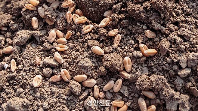 밭에 뿌려진 고소밀 씨앗.
